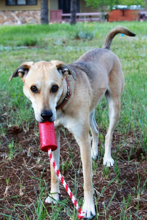 USA K9 Firecracker Retrieving Toy